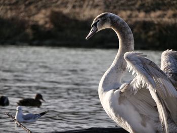 Close-up of swan on lake