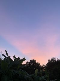 Low angle view of cactus against sky during sunset