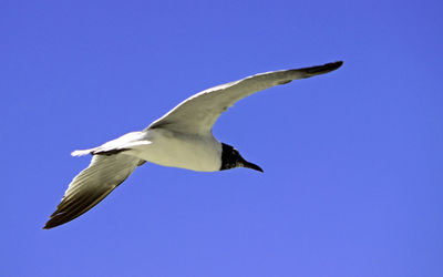 Low angle view of bird flying against clear blue sky