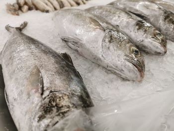 Close-up of fish for sale in market