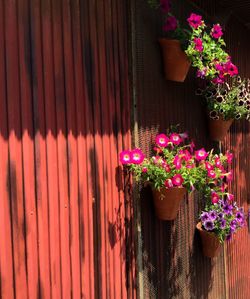 Potted plant against wall
