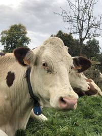 Cows in liberty