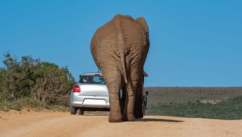 Elephant in the wild and savannah landscape of south africa