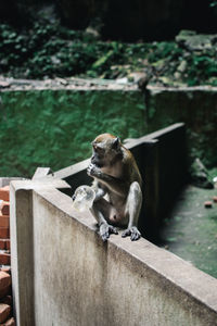 Monkey looking away