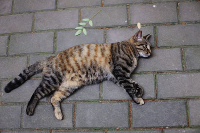 animal