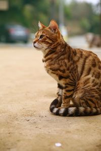 Cat looking away