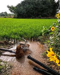 Plants growing in field