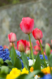 Close-up of red tulips