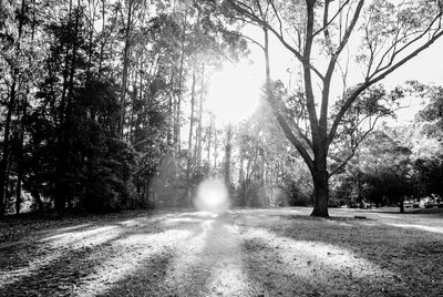 Road amidst trees against sky