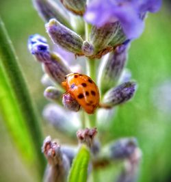 Close-up of insect on purple flower