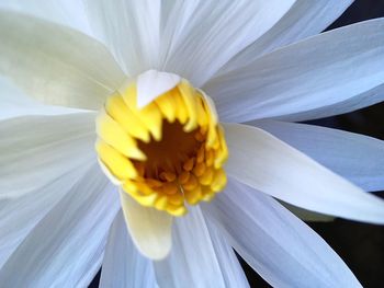 Close-up of fresh white flower blooming outdoors