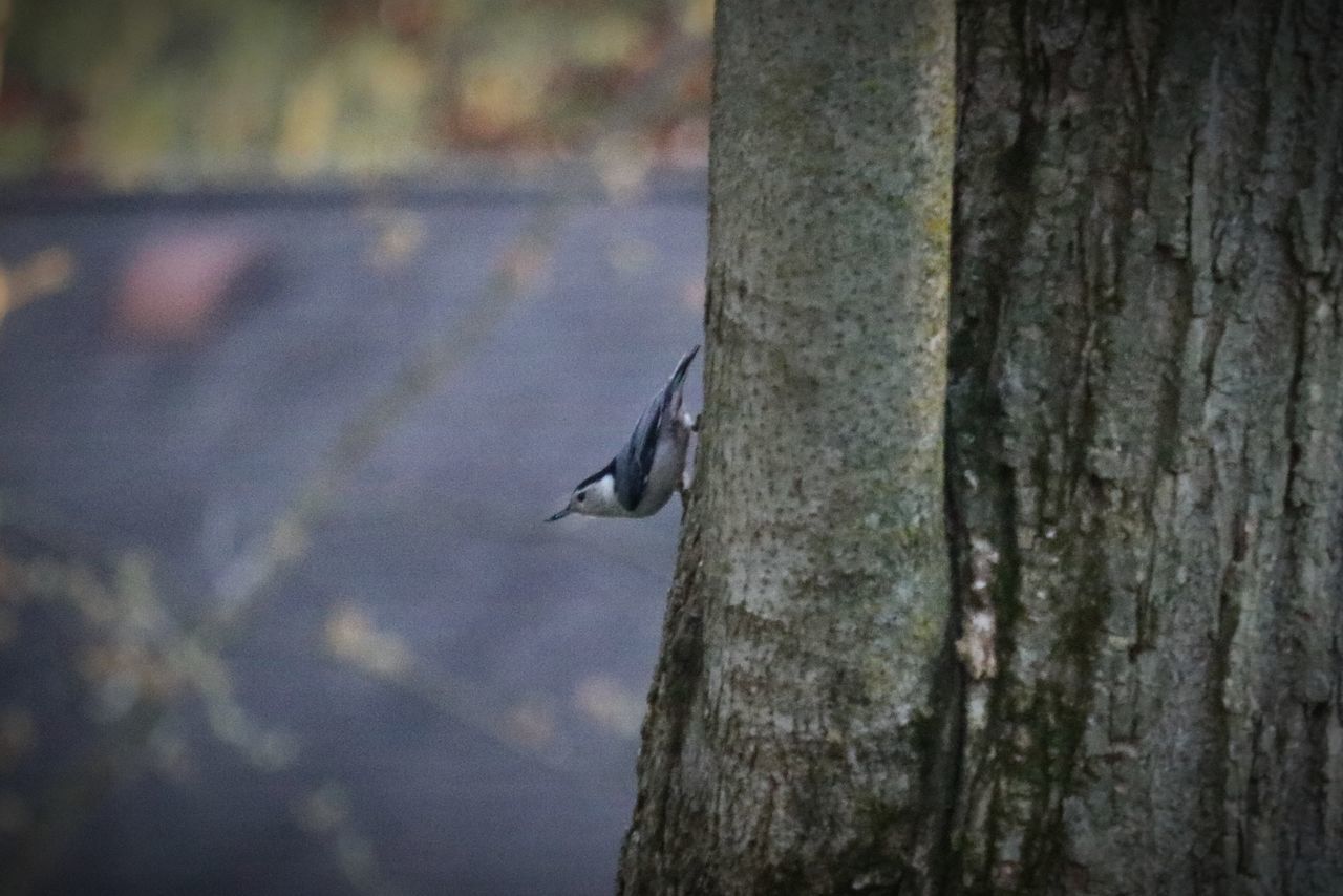 wildlife, animal themes, animal, animal wildlife, tree trunk, trunk, one animal, tree, bird, nature, focus on foreground, no people, day, leaf, branch, outdoors, plant, perching, wood, textured