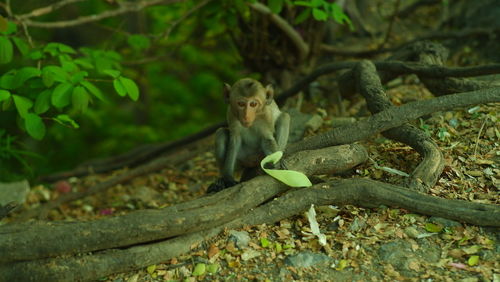 Portrait of lizard on tree