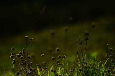 Close-up of plants growing on field against sky