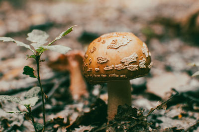 Close-up of mushroom growing on field