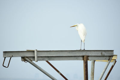 Low angle view of egret perching on railing against sky