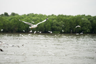 Seagulls flying over lake