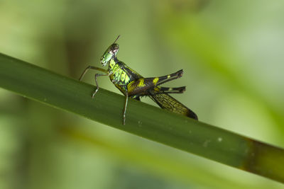 Grasshopper on nature