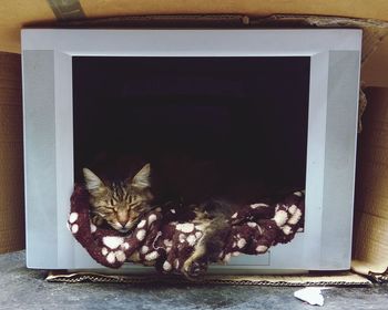 Close-up of cat resting on sofa