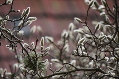 Close-up of snow on tree during winter