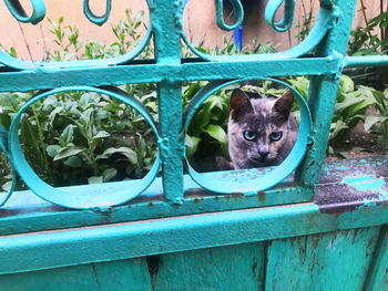 Portrait of a dog peeking through metal fence