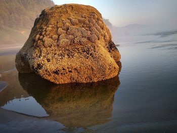 Close-up of rock on sea shore