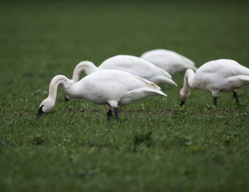 White swans on grass