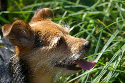 Close-up of a dog