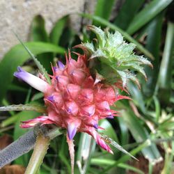 Close-up of pink flowering plant