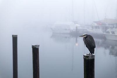 Close-up of bird perching on wooden post in winter