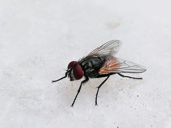 High angle view of fly