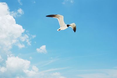 Low angle view of seagull flying