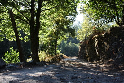 Dirt road passing through forest