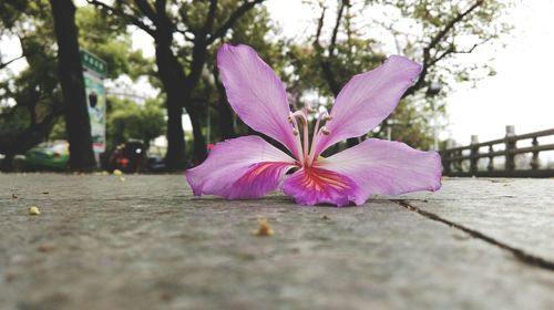 Close-up of pink flowers blooming