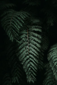 Low angle view of fern leaves on tree