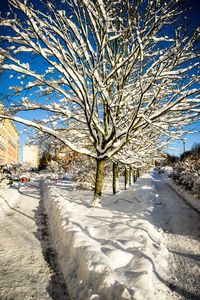 Bare trees on snow covered road