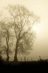 Silhouette tree against sky during sunset
