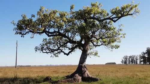 Tree on field against clear sky