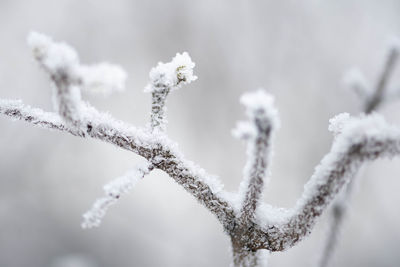 Wonderful white winter landscape with branches of trees covered by snow after big snowfall, close up