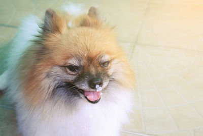 Close-up portrait of cat sticking out tongue