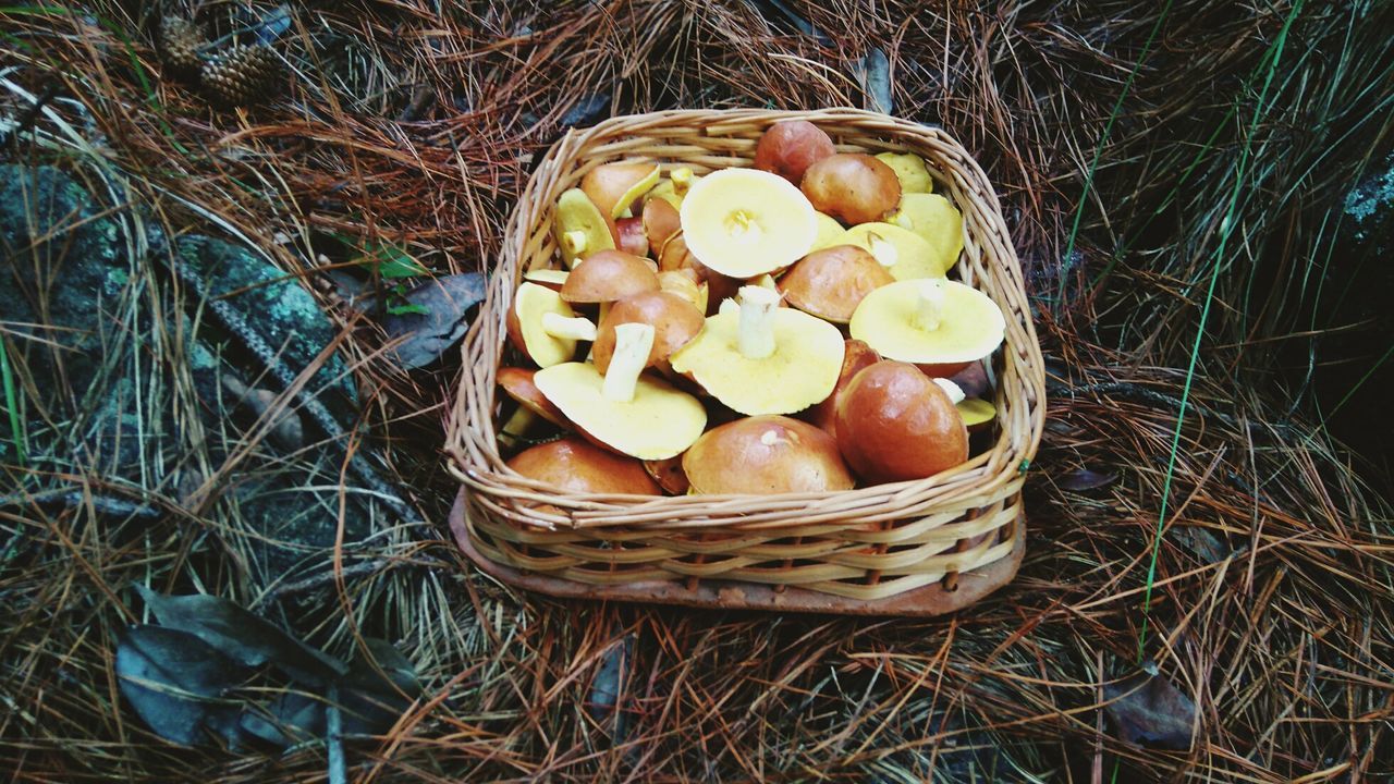 basket, high angle view, grass, no people, day, outdoors, nature, freshness, close-up