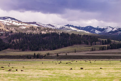 Flock of sheep grazing on landscape against sky
