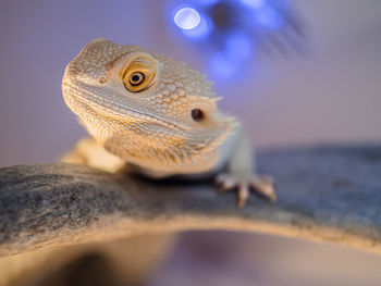 Close-up of lizard 