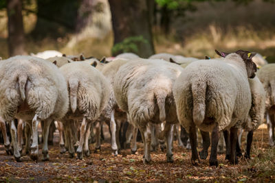 Herd of sheep standing on field