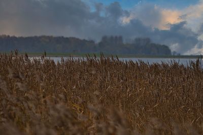 Panoramic view of field against sky