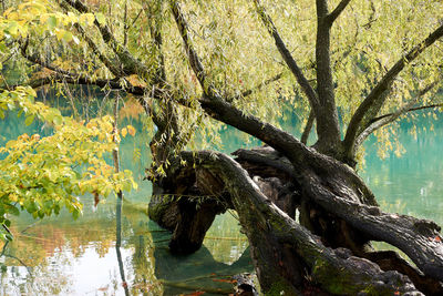 Tree by lake in forest