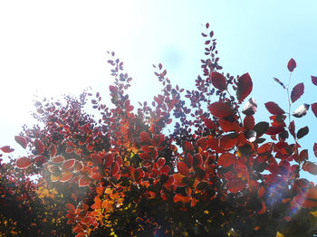 Low angle view of flower trees against clear sky