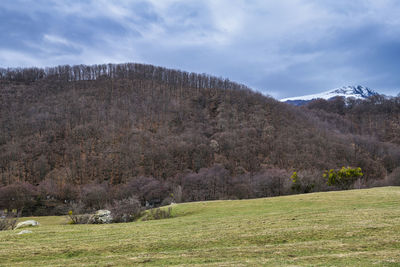 Scenic view of field against sky