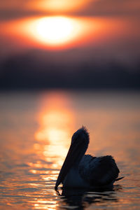 Close-up of pelican