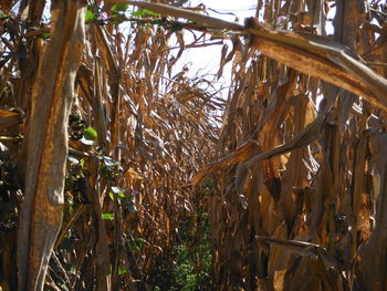 Low angle view of plants